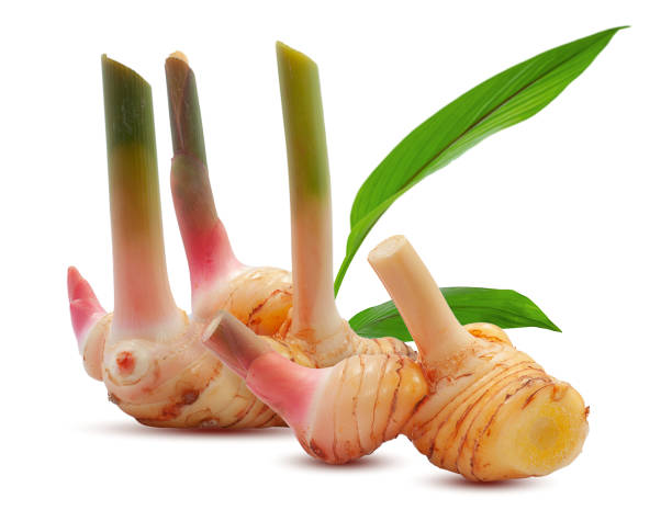 Galangal